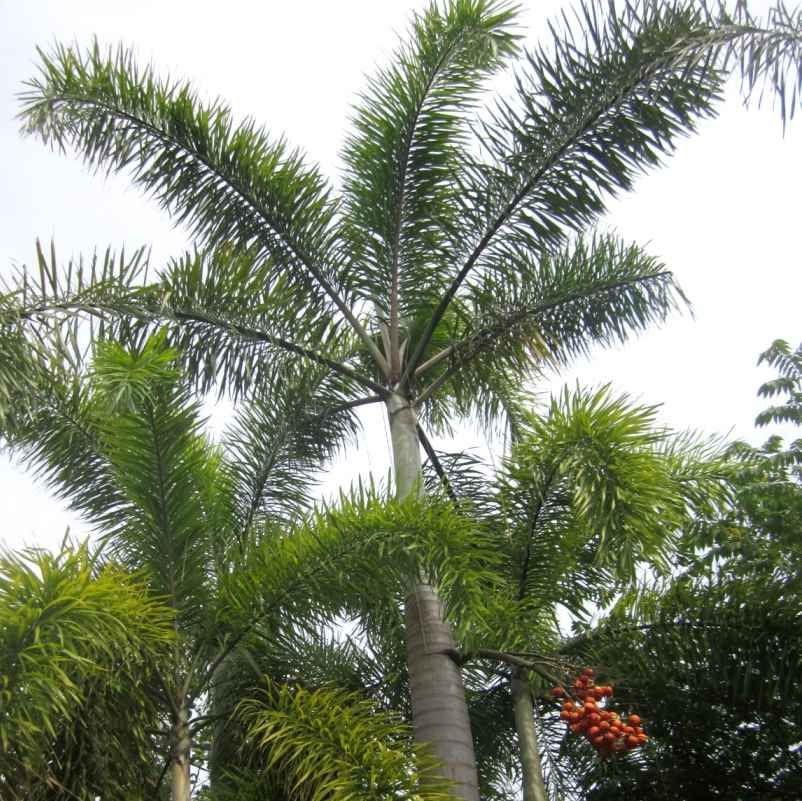Wodyetia Bifurcata Seeds (Foxtail Palm Seeds)