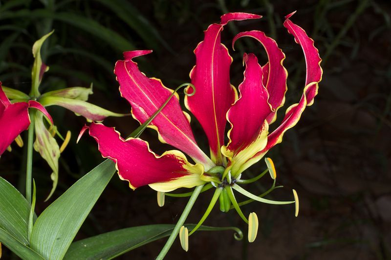 Gloriosa Lily Seeds (Gloriosa Superba)