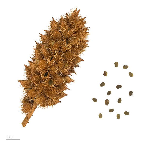 Liquorice Seeds (Glycyrrhiza Glabra)