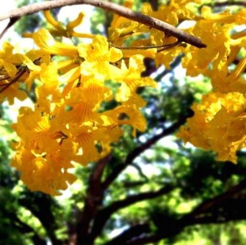 Tabebuia Chrysotricha Seeds (Golden Trumpet Tree Seeds)