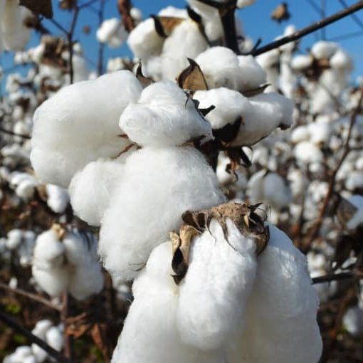 Gossypium Herbaceum Seeds (Cotton Plant Seeds, Levant Cotton)