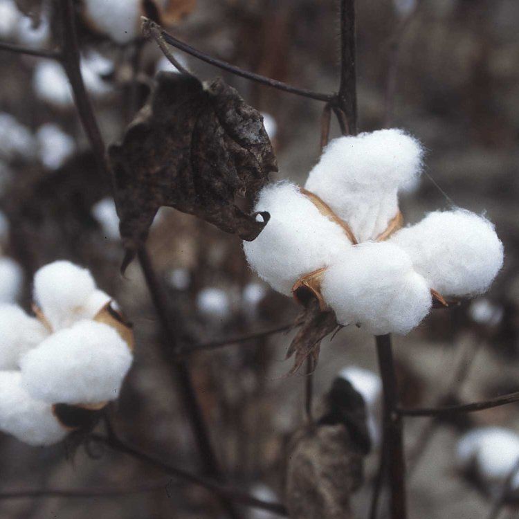 Graines Gossypium Hirsutum (Graines Arbre Cotton)