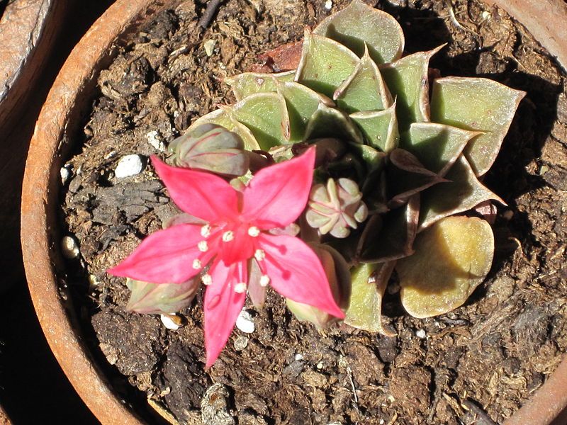 Graptopetalum Bellum Seeds (Tacitus Bellus Seeds, Chihuahua Flower)