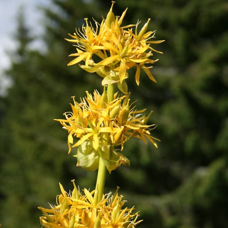 Great Yellow Gentian Seeds