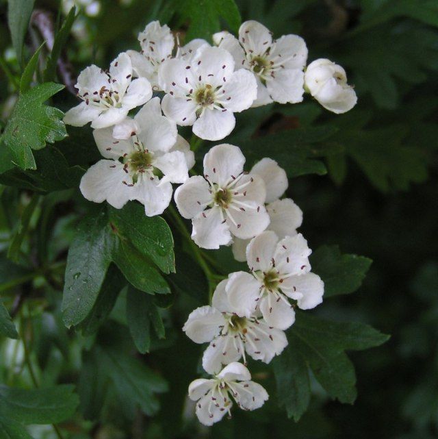 Singleseed Hawthorn Seeds (Crataegus monogyna)