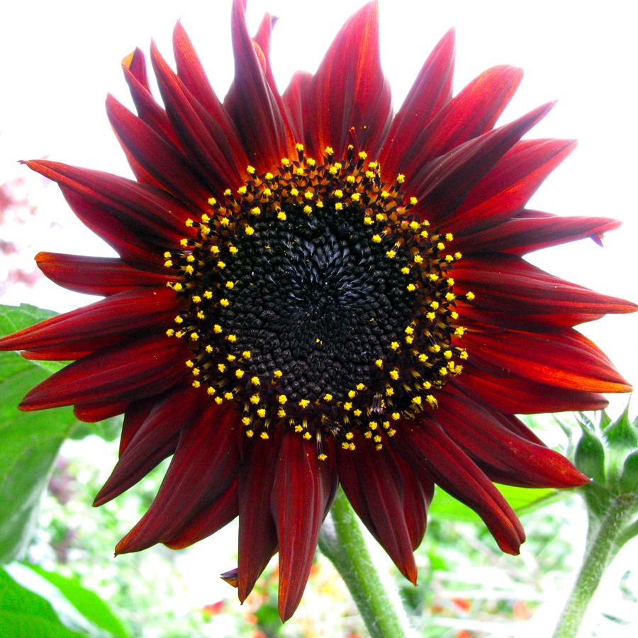 Helianthus Prado Red Seeds (Sunflower Seeds)