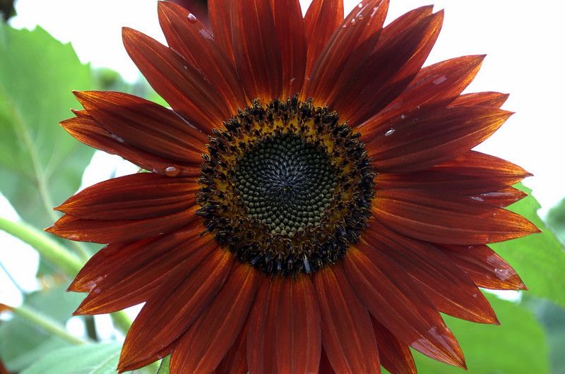 Helianthus Chocolate Seeds (Sunflower Seeds, Velvet Queen)