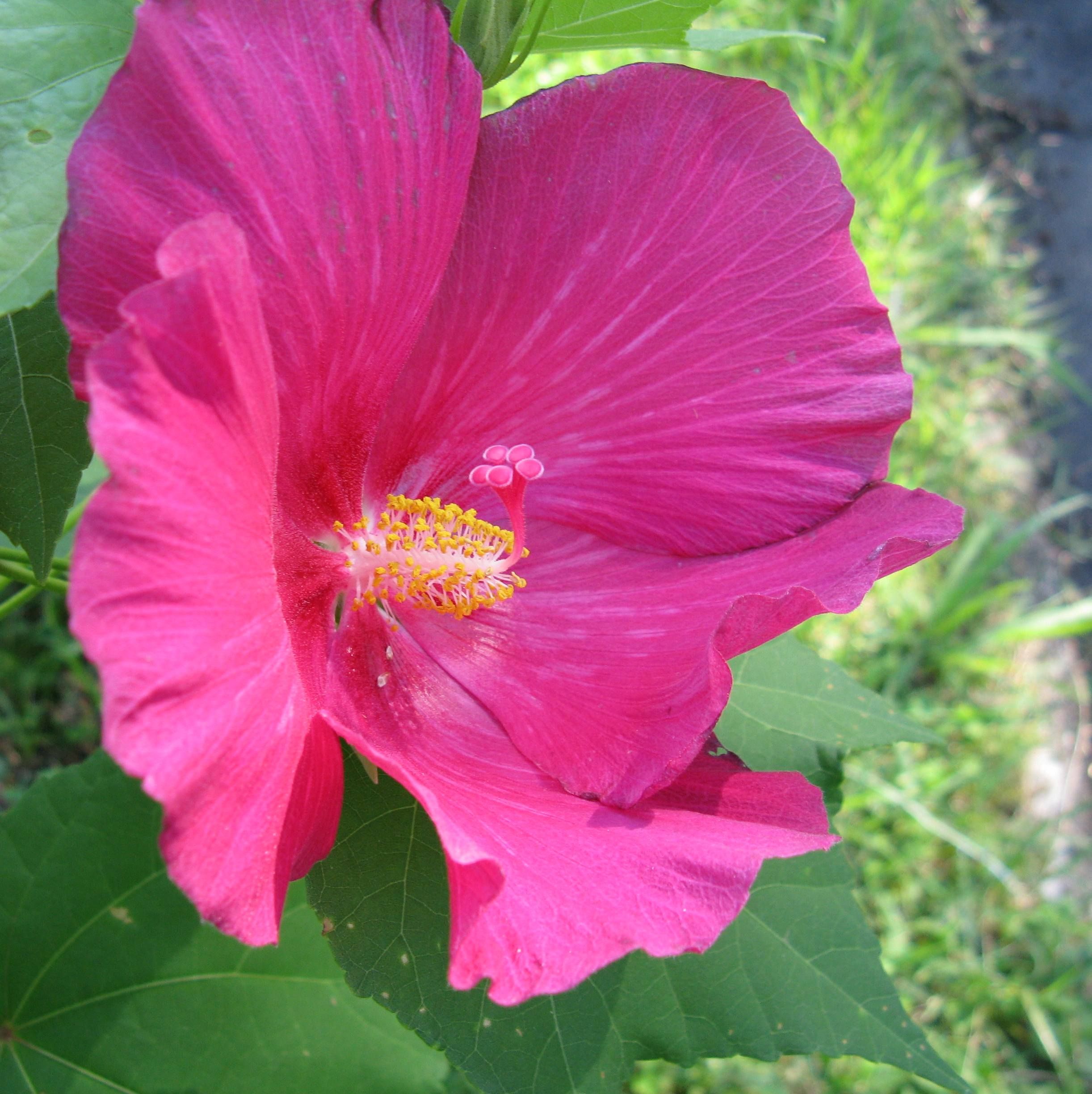 Graines Hibiscus Mutabilis (Graines Rose Confédérée)