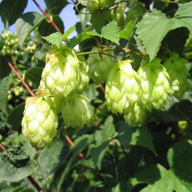 Humulus Lupulus Seeds (Common Hop Seeds)