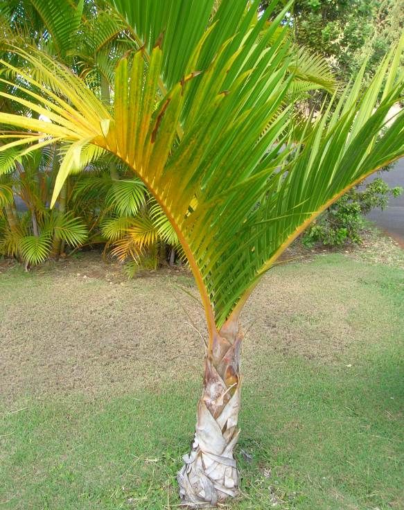 Hyophorbe Verschaffeltii Seeds (Spindle Palm Seeds, Mascarena Verschaffeltii Seeds)