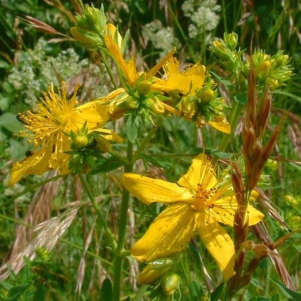 Graines Hypericum Perforatum (Graines Millepertuis Perforé)