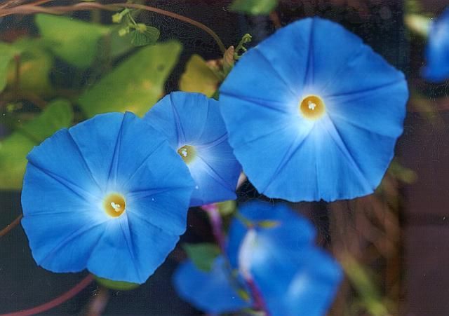 Ipomoea Tricolor - Heavenly Blue Seeds (Morning Glory Seeds, Grannyvine Seeds)