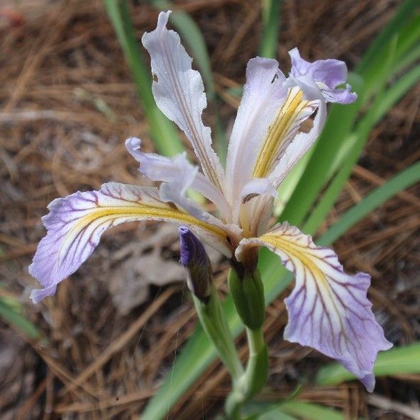 Iris Hartwegii Seeds (Sierra Iris)