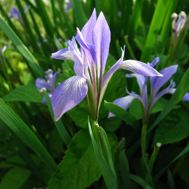 Graines Iris Lactea