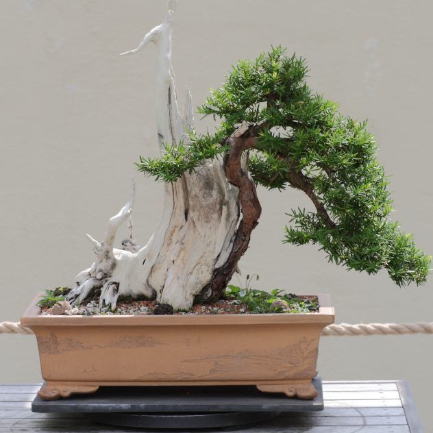 Graines Taxus Cuspidata (Graines If du Japon)