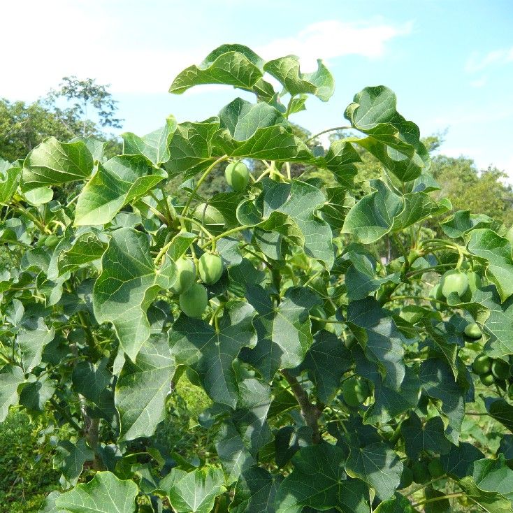 Jatropha Curcas Seeds (Barbados Nut seeds)