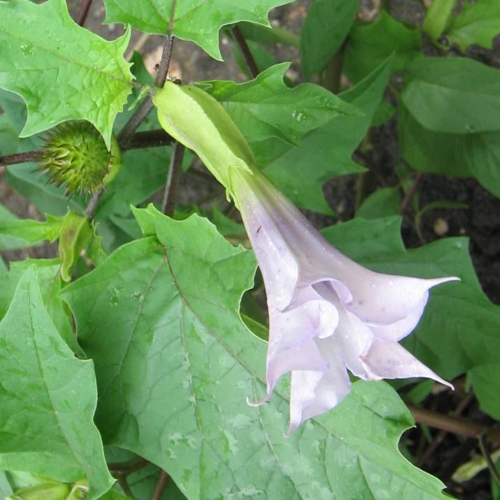 Datura Stramonium Seeds (Thornapple or Devil's Apple)