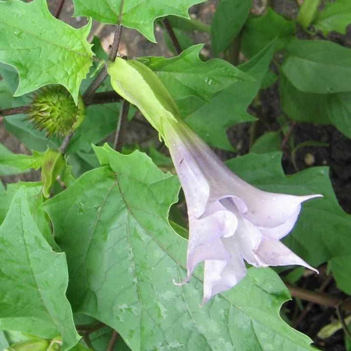 Graines Datura Stramonium