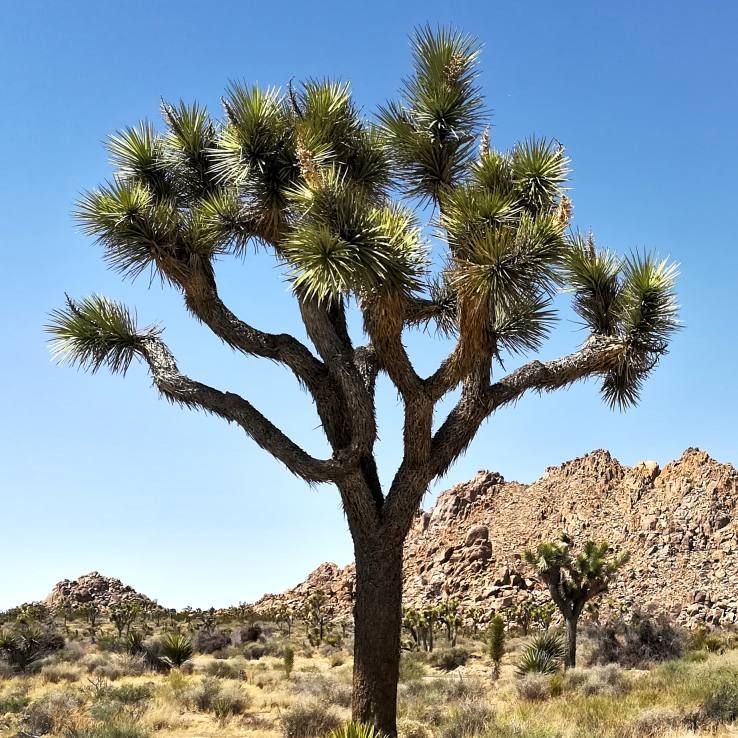 Yucca Brevifolia Seeds (Joshua Tree Seeds)