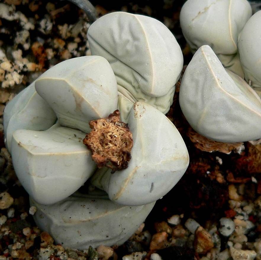 Lapidaria Margaretae Seeds (Karoo Rose)