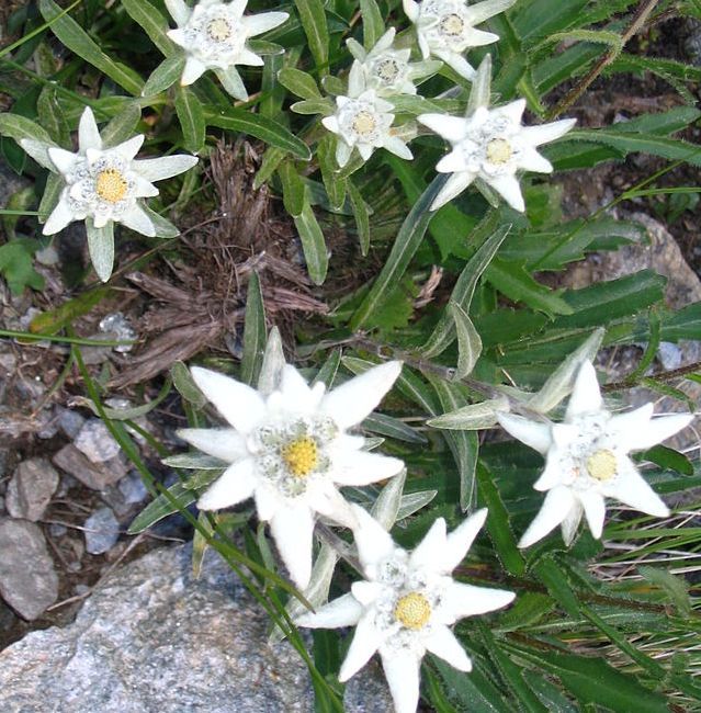 Edelweiss Seeds (Leontopodium Alpinum Seeds)
