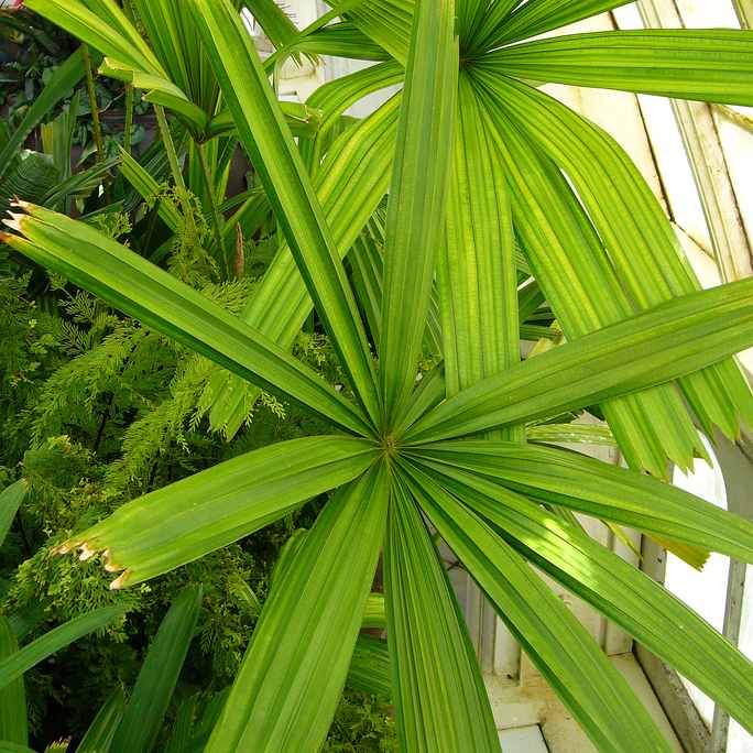 Licuala Spinosa Seeds (Mangrove Fan Palm)