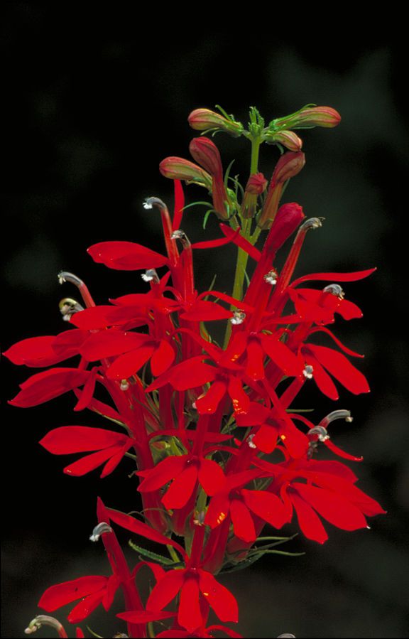 Cardinal Flower Seeds (Lobelia Cardinalis)