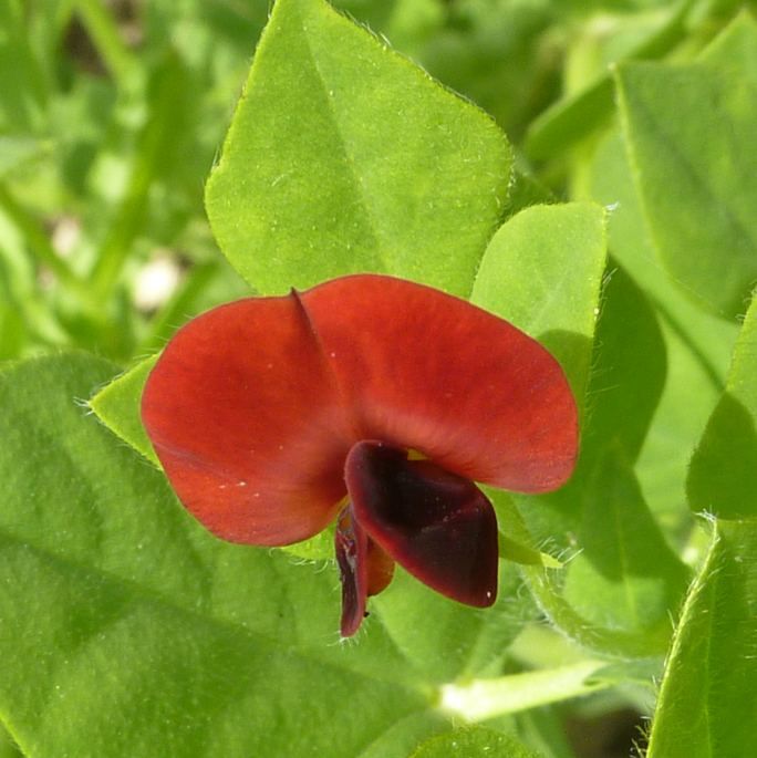 Lotus Tetragonolobus Seeds (Asparagus Pea, Winged Pea)