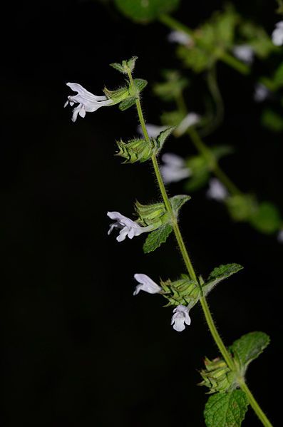 Lemon Balm Seeds (Melissa officinalis) *ORGANIC*