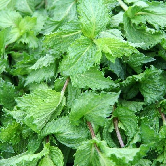 Graines Mentha Spicata (Menthe Verte)