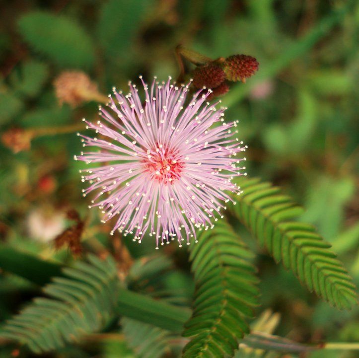 Mimosa Pudica Seeds (Sensitive Plant Seeds)