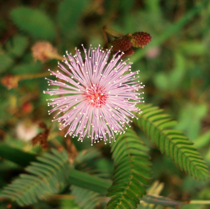 Graines Mimosa Pudica (Graines Plante Sensitive)