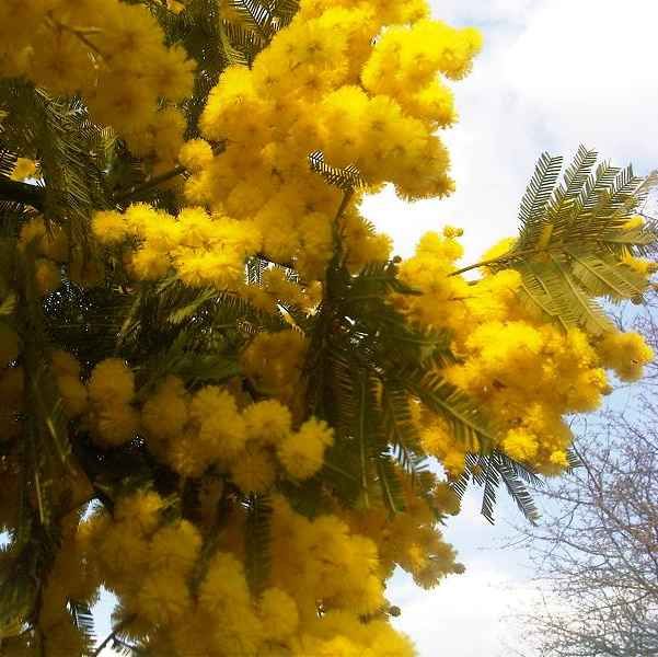 Mimosa Scabrella Seeds (Mimosa Bracatinga Seeds)