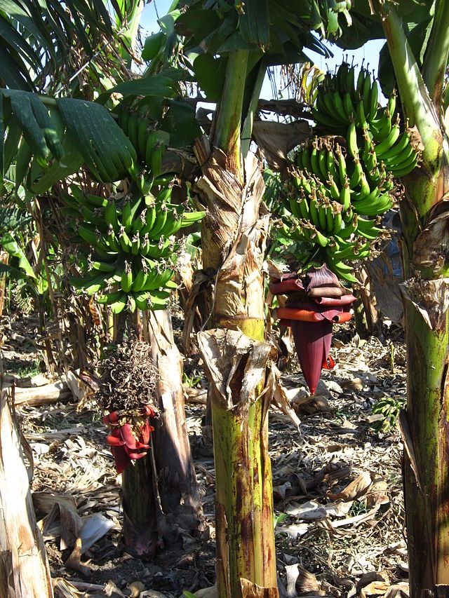 Musa × Paradisiaca Seeds (Banana Seeds)