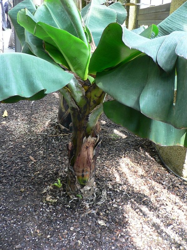 Musa Zebrina Seeds (Blood Banana Seeds, Red Banana Tree Seeds)