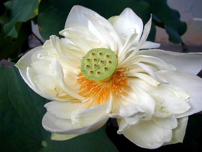 Nelumbo Nucifera White Seeds (Sacred Lotus Seeds)