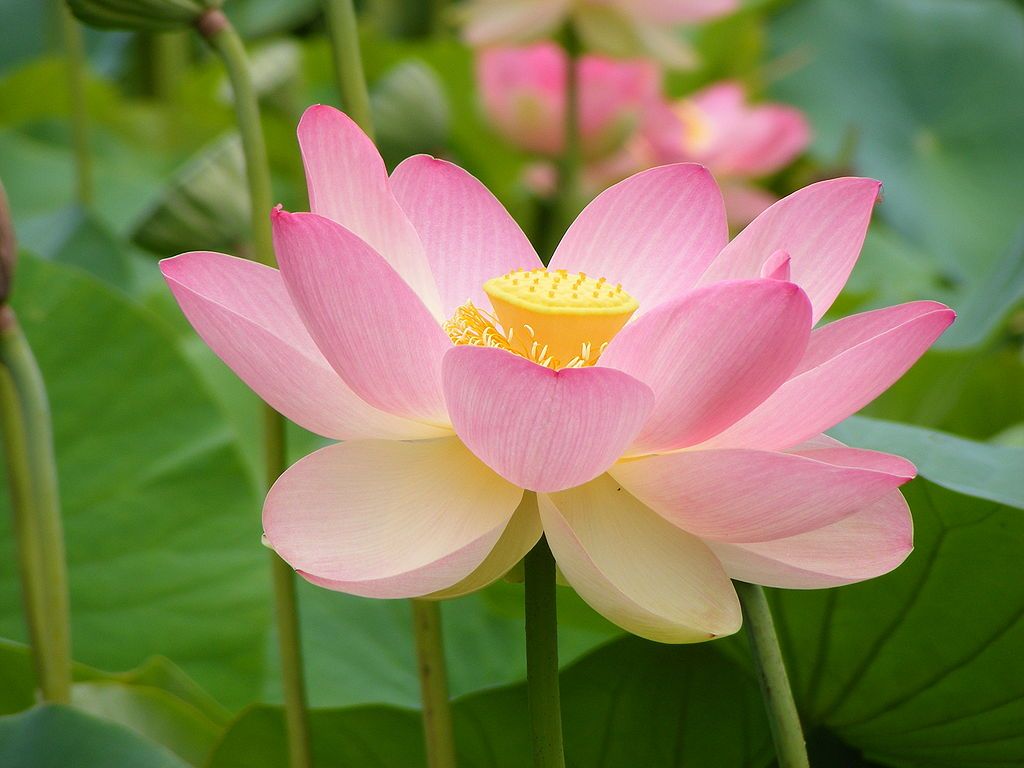 Sacred Lotus