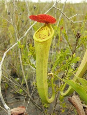 Graines Nepenthes Tenax