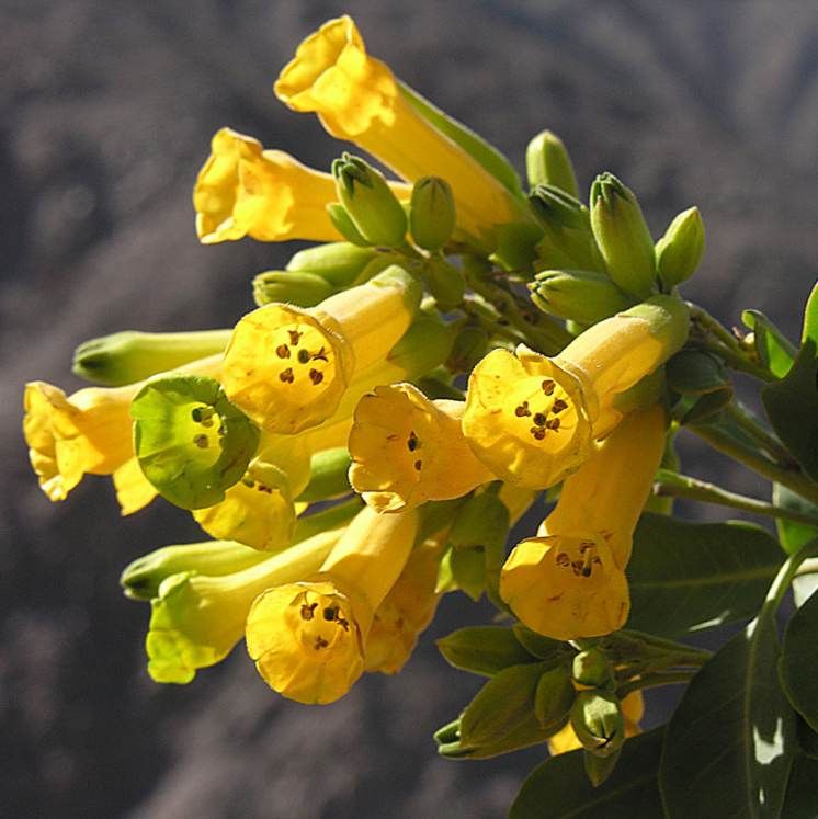 Graines Tabac Glauque (Nicotiana glauca)