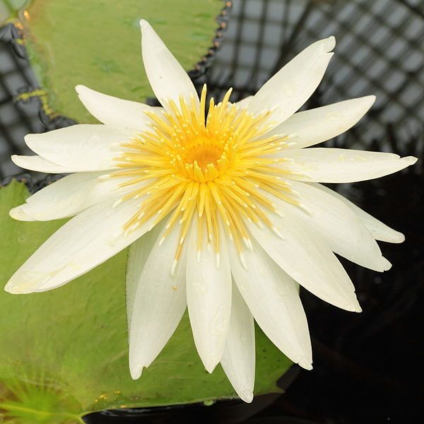 Graines Nymphaea Ampla (Graines Lotus Blanc)