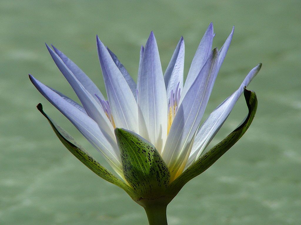 Graines Nymphaea Caerulea (Graines Lotus Bleu)
