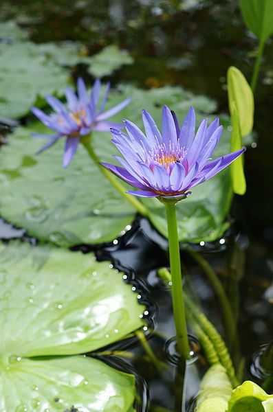 Nymphaea Capensis Purple Seeds (Cape Blue Water Lily Seeds)