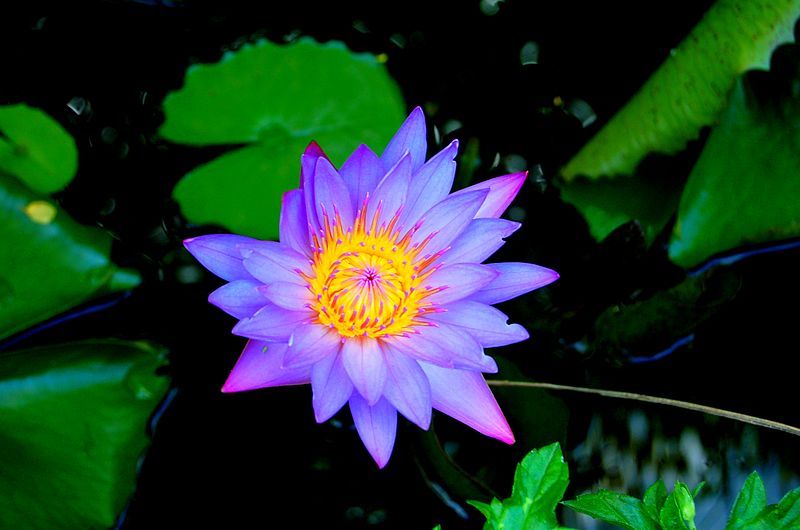 Graines Nymphaea Stellata (Graines Lotus Mauve)