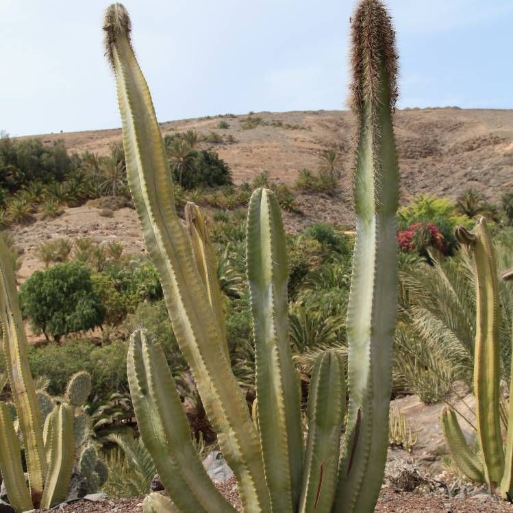 Graines Lophocereus Schottii