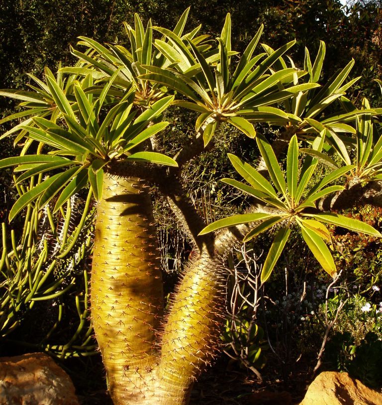 Graines Pachypodium Lamerei