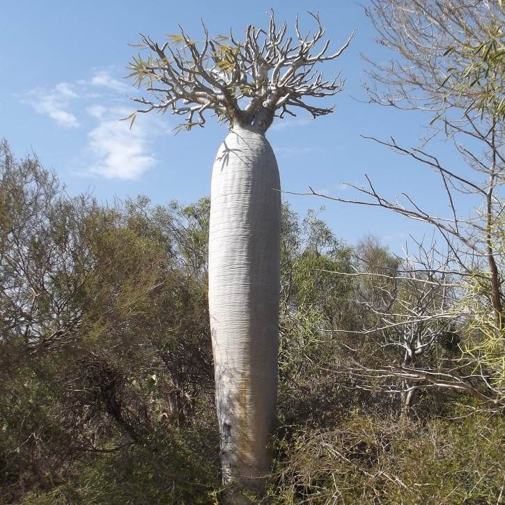 Pachypodium Geayi Seeds (Madagascar Palm Seeds)