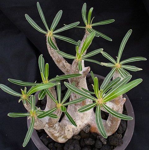 Pachypodium Inopinatum Seeds