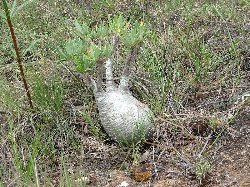 Graines Pachypodium Rosulatum (Graines Pachypodium)