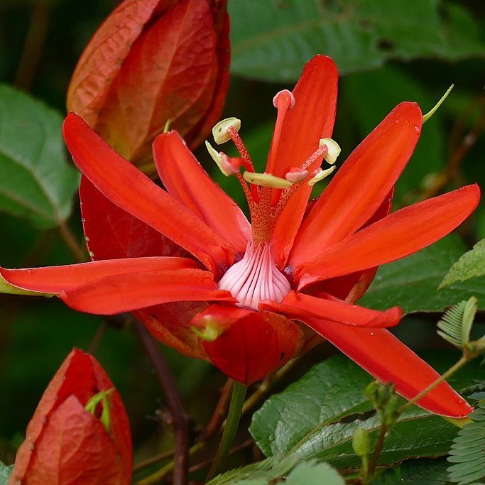 Graines Passiflora Coccinea