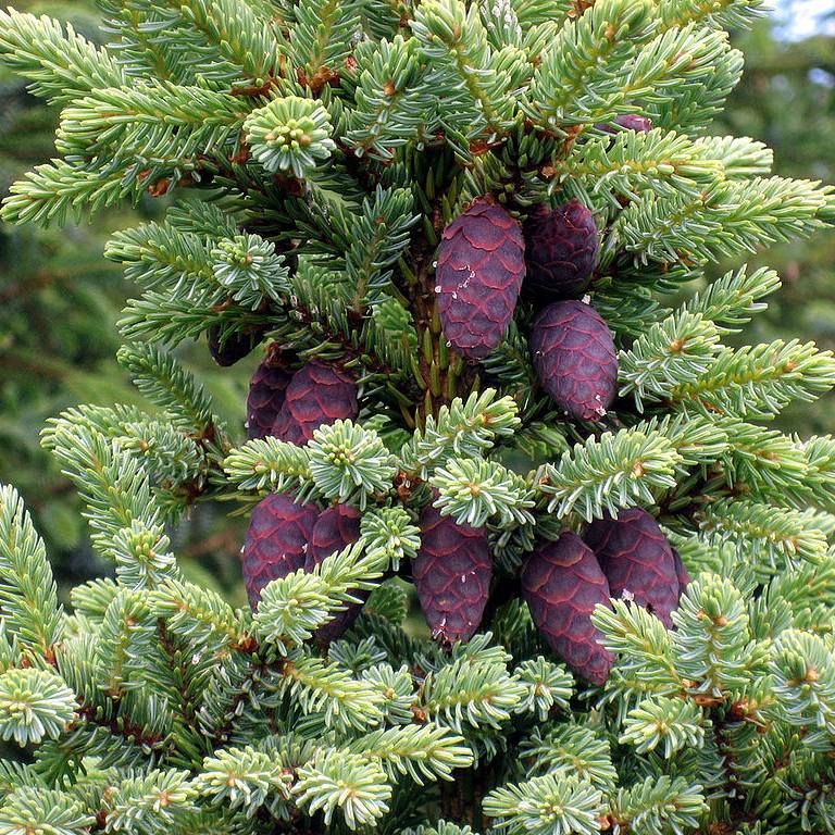 Black Spruce Seeds (Picea mariana)